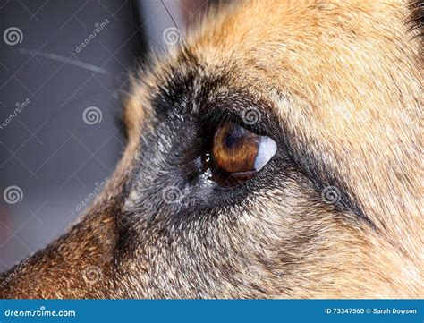 german shepherd eye stock photo image  working alsation
