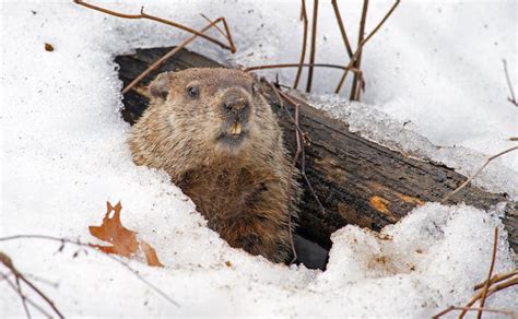 4 Fascinating Groundhog Sleeping Habits | Saatva