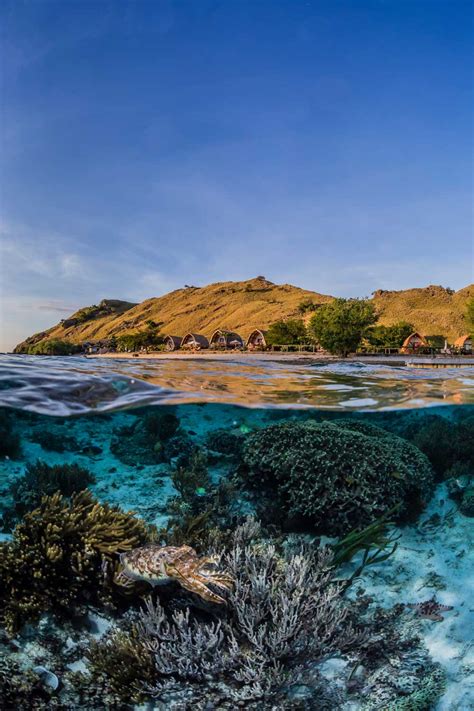 Diving In Komodo Neptune Scuba Diving Komodo Resort