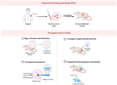 Advance In Osteosarcoma Cells And Models Encyclopedia Mdpi