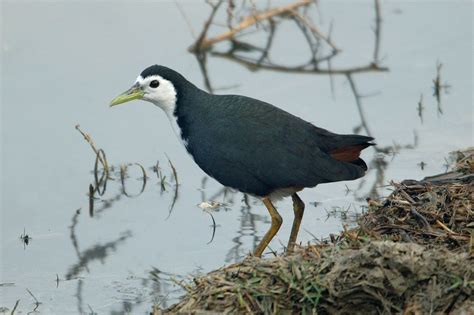 jenis burung wak wak jenis burung lengkap