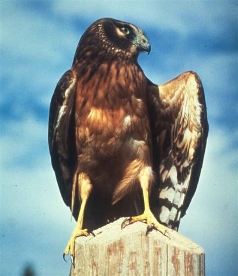 Free picture: ferruginous, hawk, tree