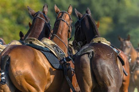 Horses Saddled Polo Parade Stock Image Image Of Parade 119566261