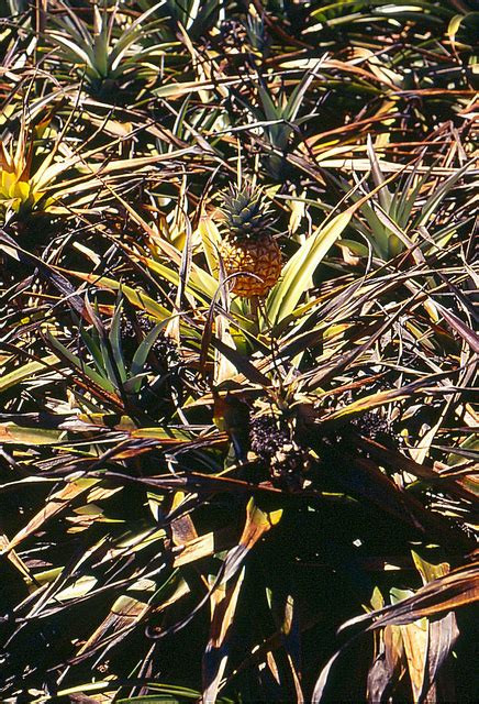 Pineapple Diseases And Pests Description Uses Propagation