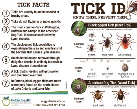 Identifying Tick Types