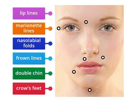 Face lines - Labelled diagram