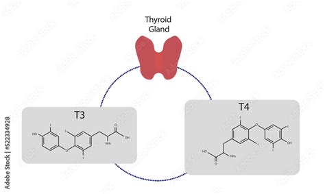 Thyroid Gland hormone secretion. T3 and T4 hormones. Stock Illustration ...