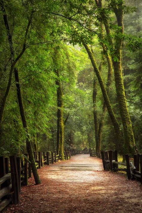 tall trees towering karen hutton