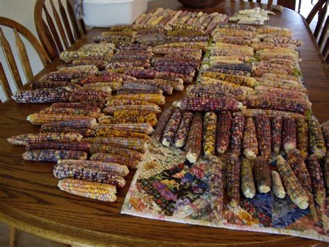 Разноцветная кукуруза Glass Gem - Locals