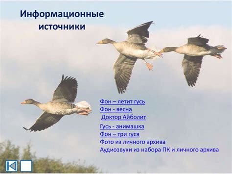 Интерактивная зрительная гимнастика «Куда летит гусь? Весна ...