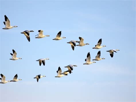 how do geese know when to fly south