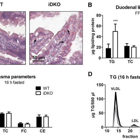 Persistent Increased Lipid Accumulation In The Intestine Of Idko Mice