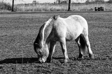 Premium Photo View Of Horse Grazing In Field