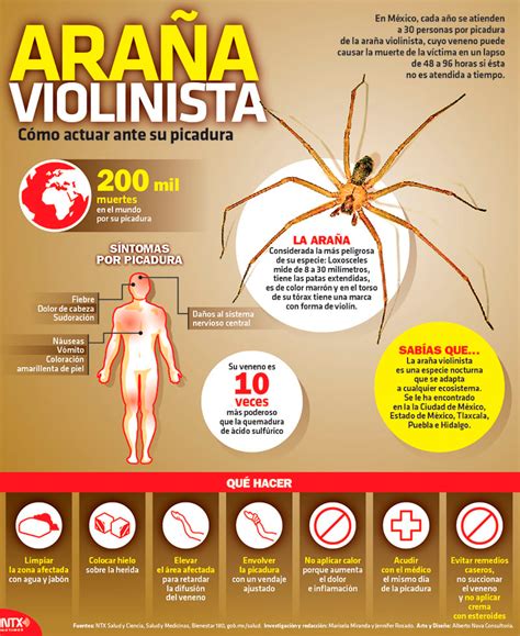 Hoy Tamaulipas Infografía Araña violinista cómo actuar ante su picadura