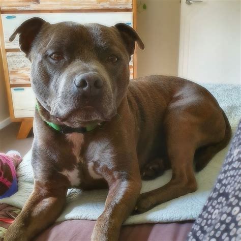 Are Staffies Good Apartment Dogs