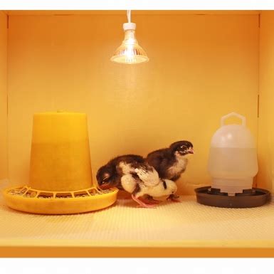 ТОП 1 инкубаторы для яиц