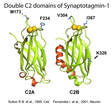 Synaptotagmin The Calcium Sensor For Exocytosis How It Works To Make