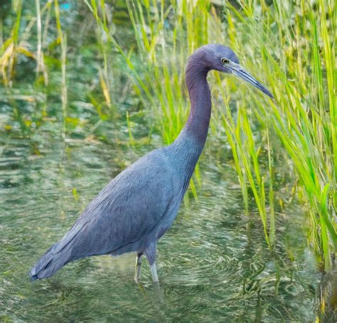 Heron Nature Bird Free Photo On Pixabay