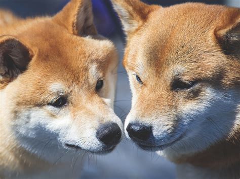 Ethereum Whale Buys 500 Billion Shiba Amid Market Bloodbath Coin