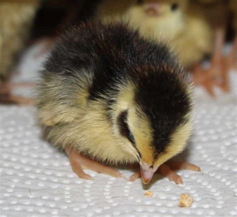 Lista Foto Que Comen Los Pollitos Recien Nacidos De Gallinas Alta