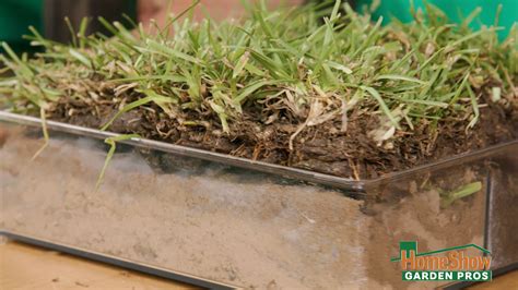 How To Top Dress Your Lawn With Compost Homeshow Garden Pros Radio