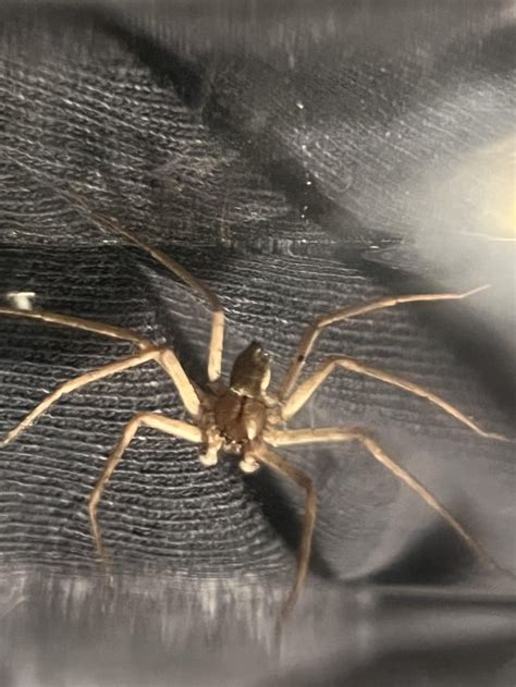 Melbourne Florida Am I Crazy Or Is This A Genuine Brown Recluse I Just Caught From The Ceiling