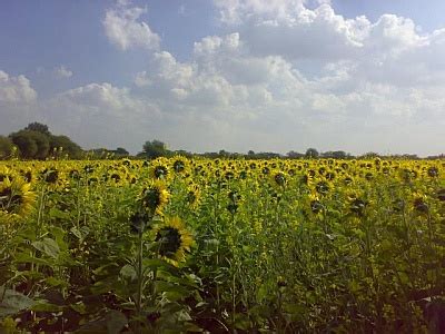 popular   popular  stock images freerange stock