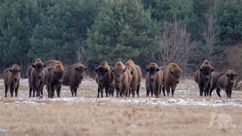 Wild Poland - Fascination Wildlife