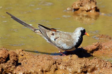 Namaqua Dove Wiki Everipedia