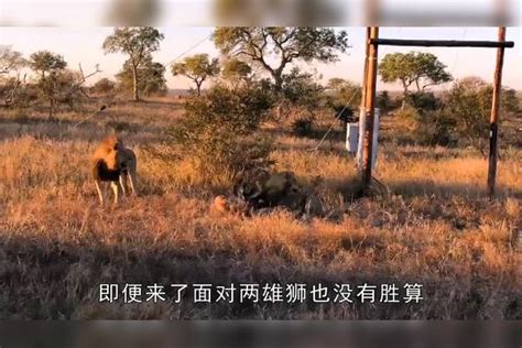 雄狮对鬣狗下口，野狗一口碎一个，这才是草原霸主下口鬣狗草原