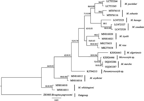 Bayesian Inference Bi Tree For The Microcotyle Based On Partial Cox