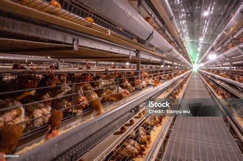 Smart Agricultural Egg Chicken Intelligent Farm Stock Photo Download
