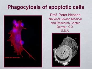 Phagocytosis of apoptotic cells | HSTalks