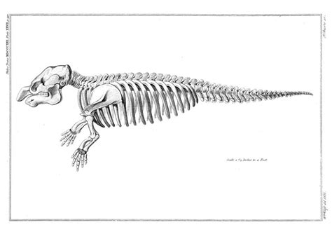 dugong (dugong dugon). from 'on the peculiarities that distinguish the