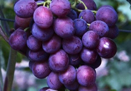 Купить саженцы винограда питомник Гарден Класс – доставка почтой, СДЭК