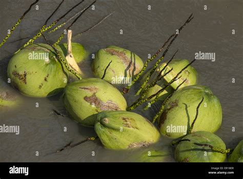 Coconut Cultivation Harvest Stock Photo Alamy