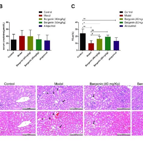 Effects Of Bergenin On Hyperuricemia In Mice Treated With PO And YP