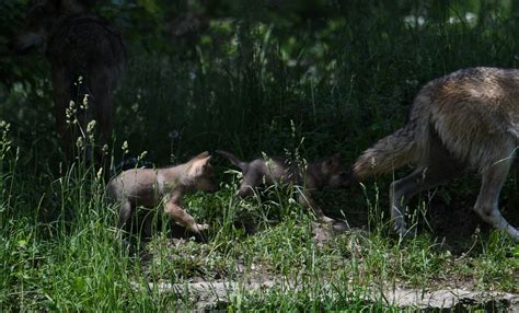 Male Mexican grey wolf pups - 1 month old - ZooChat