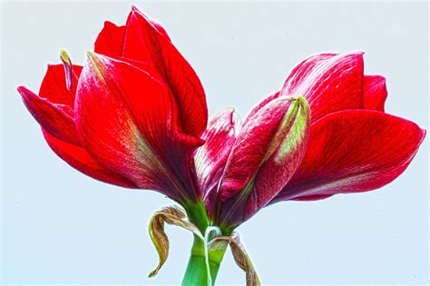 Amaryllis Conseils De Plantation Et Entretien