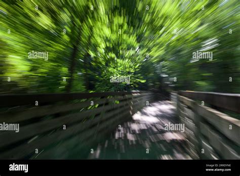 zooming effect   movement   tree  branches stock photo alamy