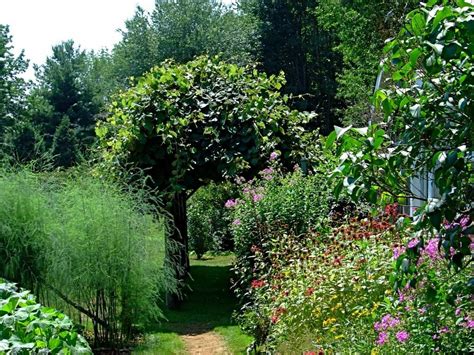 Декоративно-цветущие, лиственные. Кустарники. Лианы. Деревья. Садовые ...