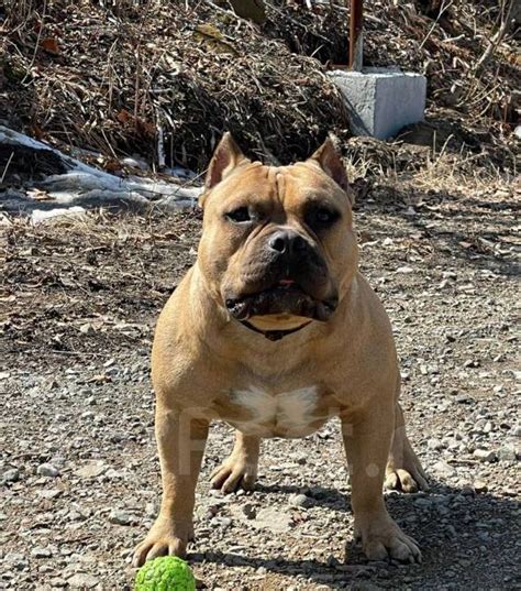 Щенки Американского булли, в наличии во Владивостоке