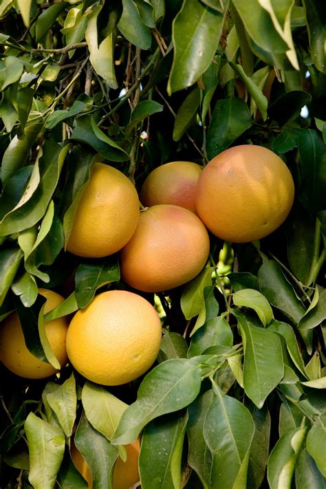 wo wachsen grapefruits edamame anbauen pflegen ernten und lagern