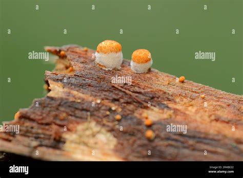 Common Birds Nest Crucibulum Laeve Fungus North Rhine Westphalia