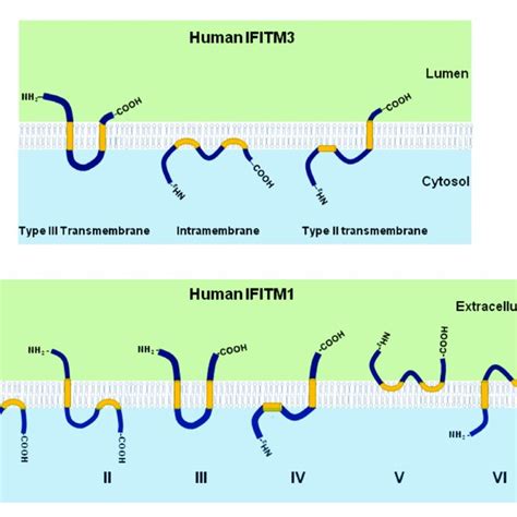 Illustration Of Ifitm Protein Membrane Topology The Three Possible