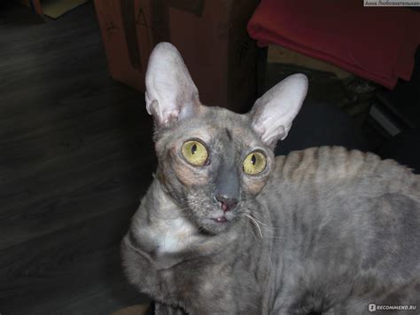 Уход за ушами Vetoquinol Orydermyl (Оридэрмил) - мазь - «Самое ...