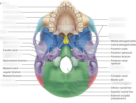 Inferior View Of Skull Diagram Quizlet