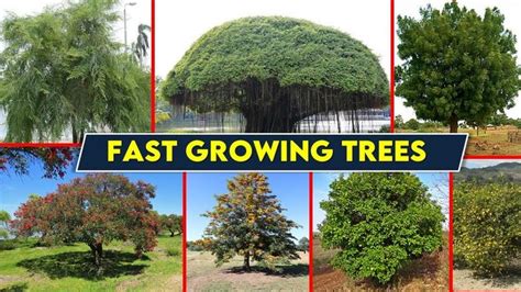 Top 10 Fast Growing Trees In India