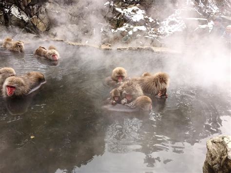 Premium Photo Japanese Macaques Bathing In Hot Spring