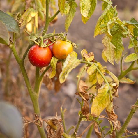 Tomato Plant Diseases Tomato Disease Tomato Plants Yellow Tomatoes Growing Tomatoes In